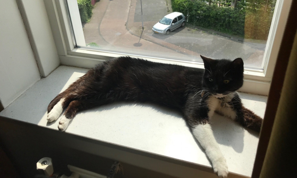 Marco voelt zich thuis tussen de dieren