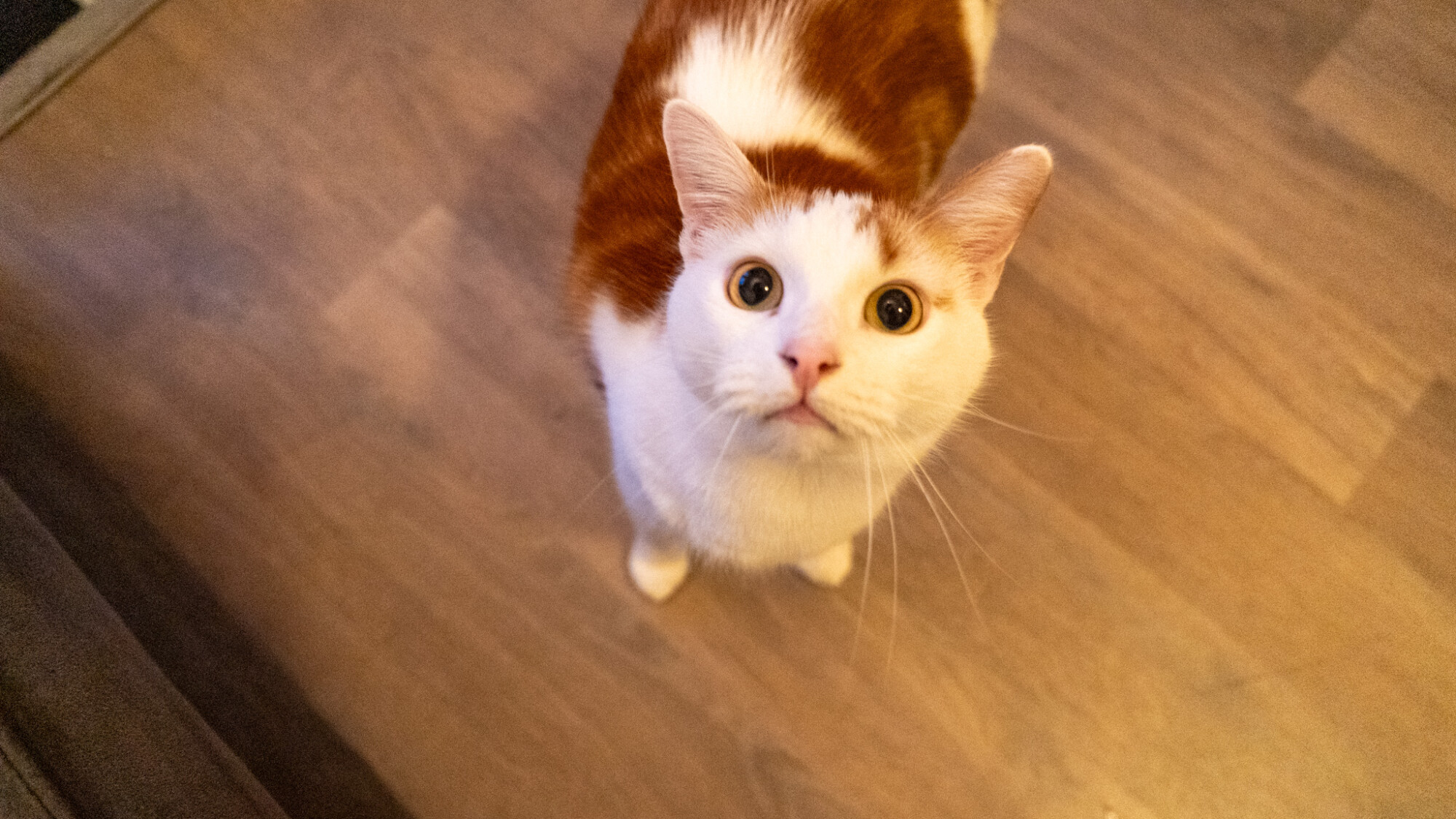 Poes Bachlaan
